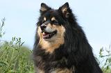 CHIEN FINNOIS DE LAPONIE 694